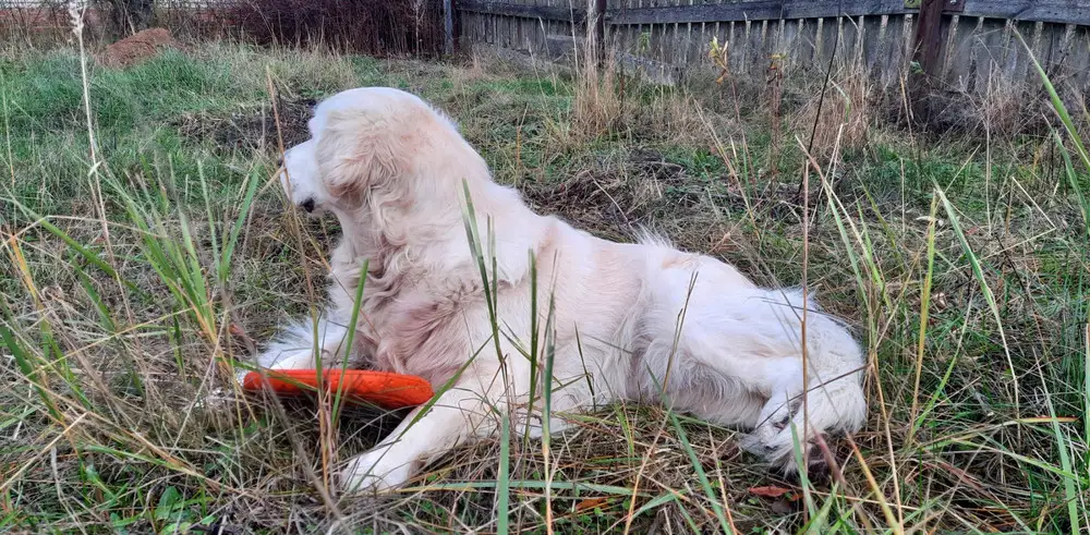 Игрушки качественные! Собака 🐕 довольна и это главное!
Но есть просьба, не нашла длинных канатов в наборах. 40 см канат это не много и не удобно с ним играть из-за длинны.