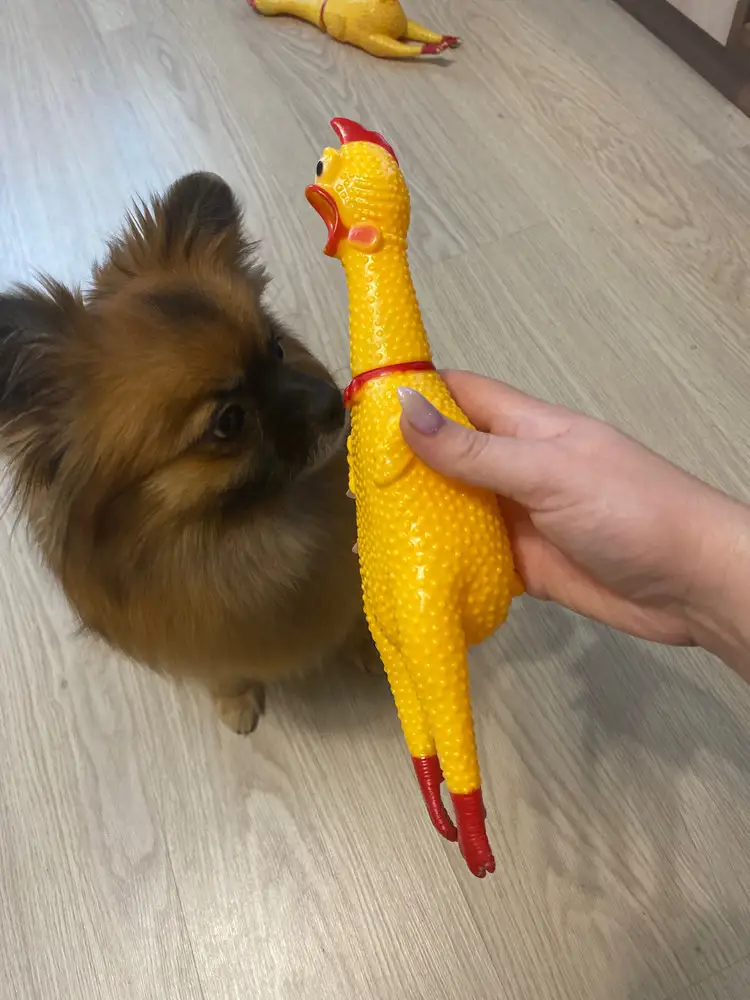 Отличная утка, покупаем второй раз, крякает))