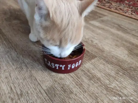 Котик ест с удовольствием!
