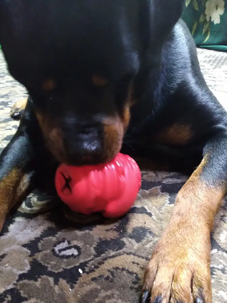 Очень понравилось .