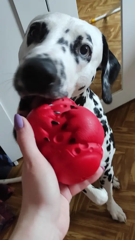 Хорошие качественные игрушки, крепкие + можно положить или намазать вкусняшки. Наш пёся очень доволен ☺️