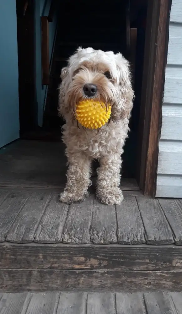 Классный мячик,моя собачка обожает им играть😍🐕
Грызёт уже месяц,до сих пор целый☺
Рекомендую к покупке😊👍🏻