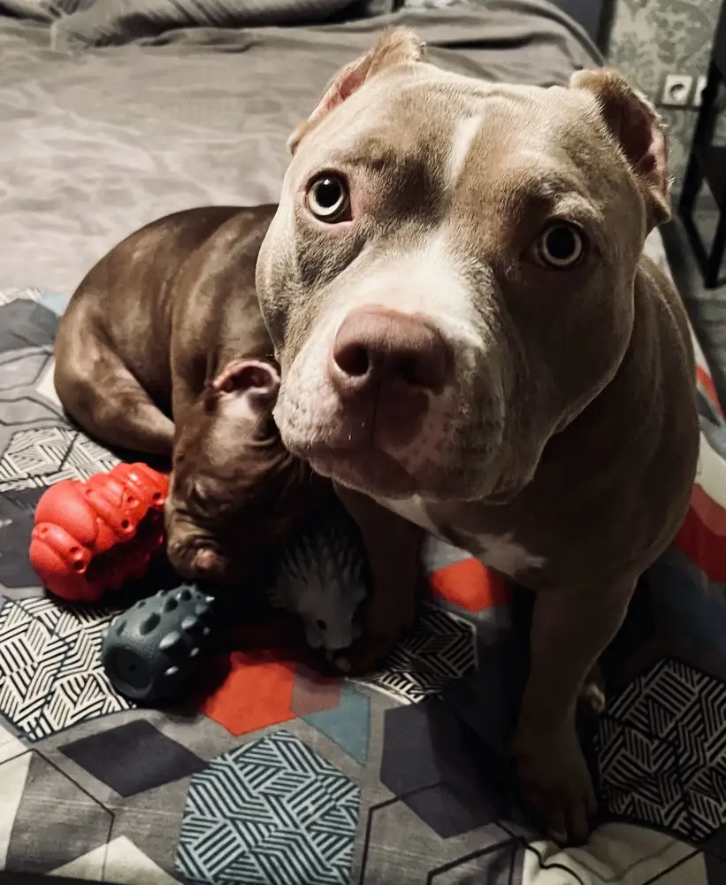 Купила уже 3 штуки разные , моим девочкам очень понравились